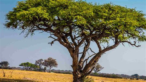 acacia tree philippines|Acacia Tree Description, Characteristics, and Uses.